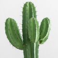 Preciouzcactuss dari Female Daily merekomendasikan Produk Ini