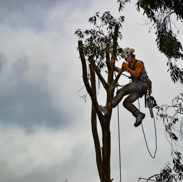 Arborist (Ahli Arsitektur Lanskap)