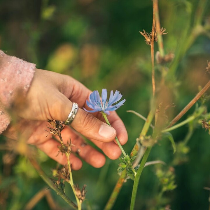 Herbalist (Herbalis)
